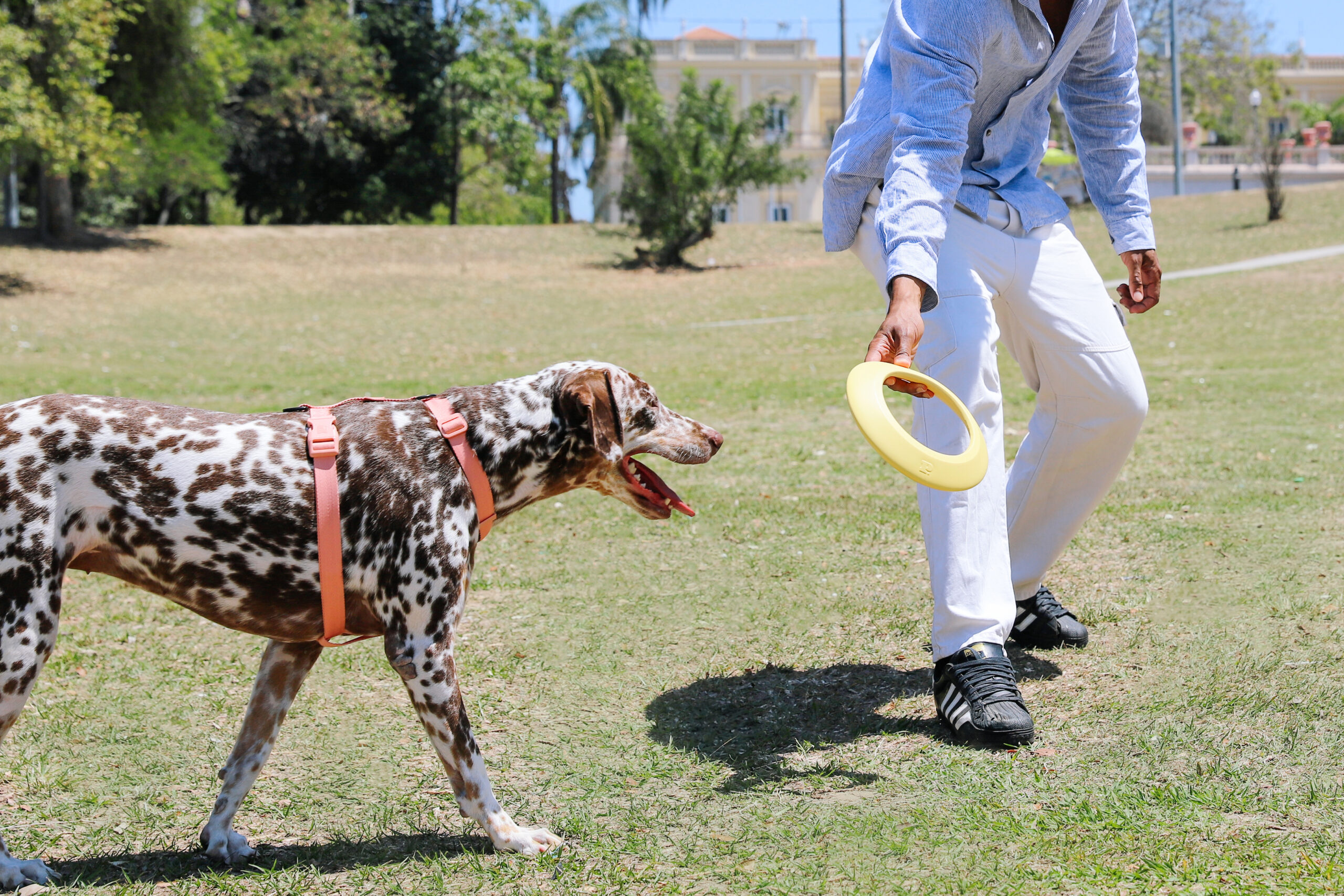 Plano de saúde pet: guia completo para escolher o melhor para o seu animal 2 plano de saude 3 scaled