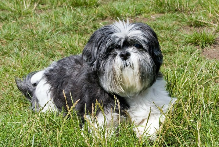 Saiba qual a melhor ração para Shih Tzu 1 Shih tzu na grama.