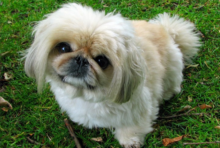 Saiba qual a melhor ração para Shih Tzu 3 Shih tzu na grama.
