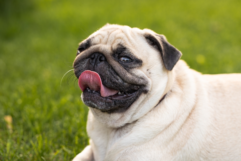 Cachorro pug deitado na grama.