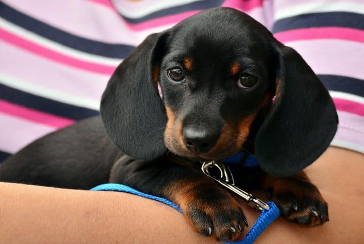 Cachorro Dachshund preto.