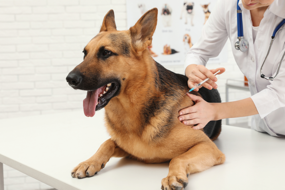 Professional,Veterinarian,Vaccinating,German,Shepherd,Dog,In,Clinic
