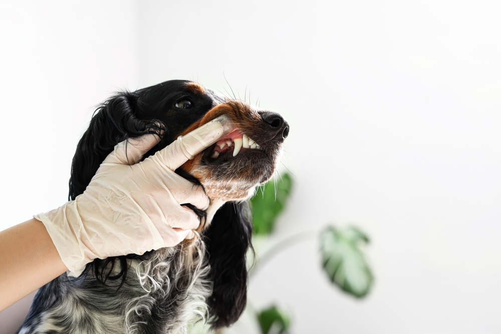 Doença periodontal: 80% dos cachorros com mais de 2 anos podem ter a condição 1 cachorro com dente aparecendo