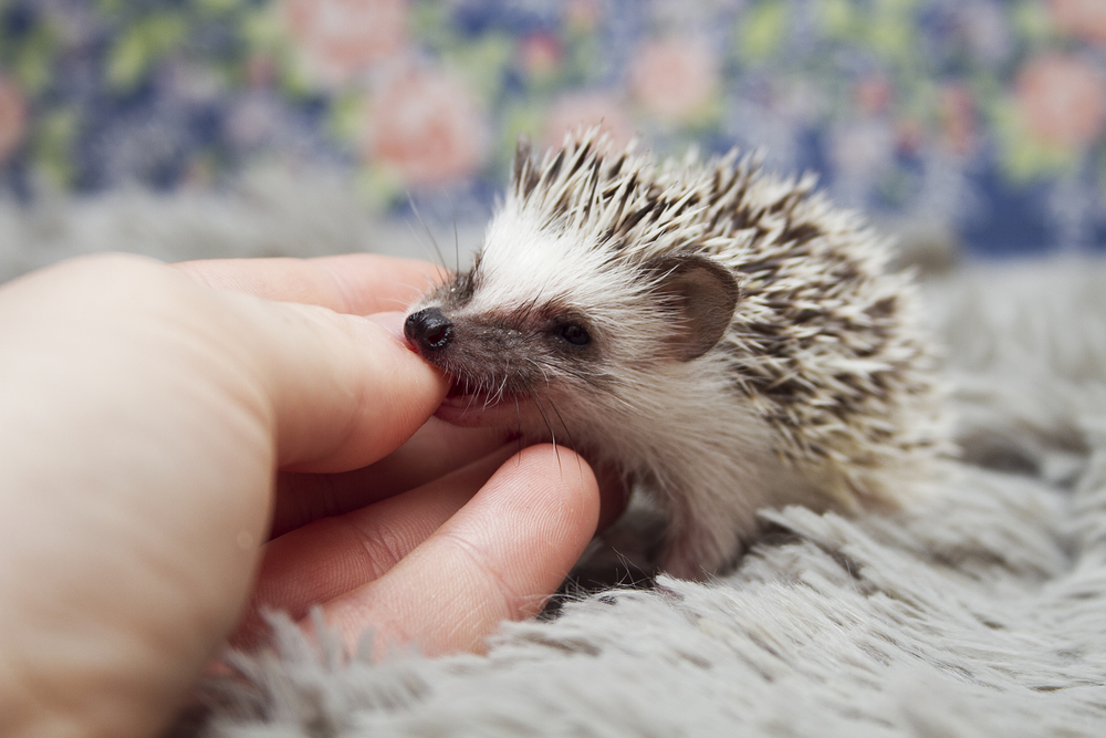 ouriço pigmeu mordendo um dedo.