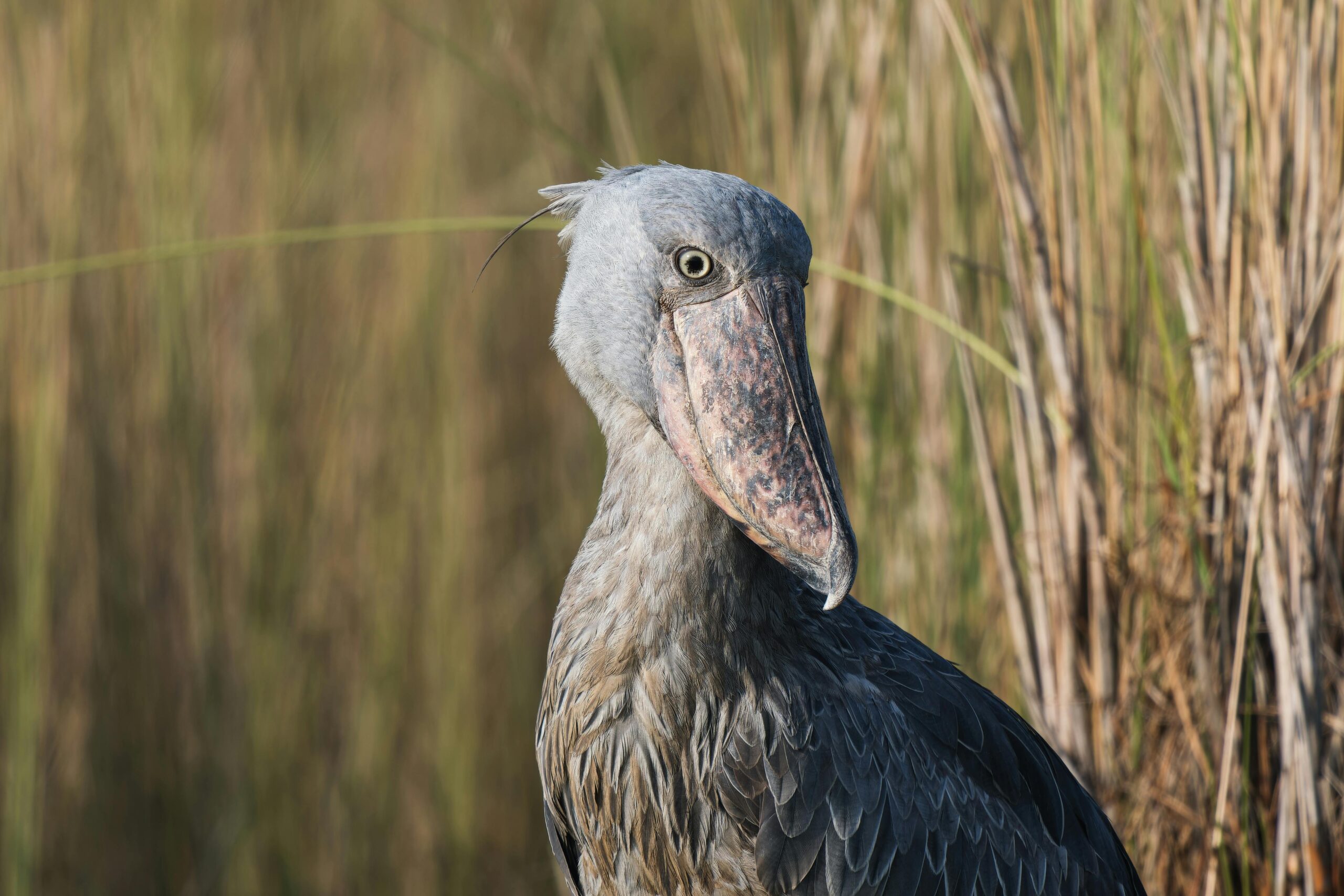 Imagem de pássaro bico-de-sapato
