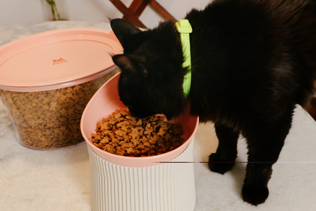 Gato preto, com coleira verde, comendo ração.