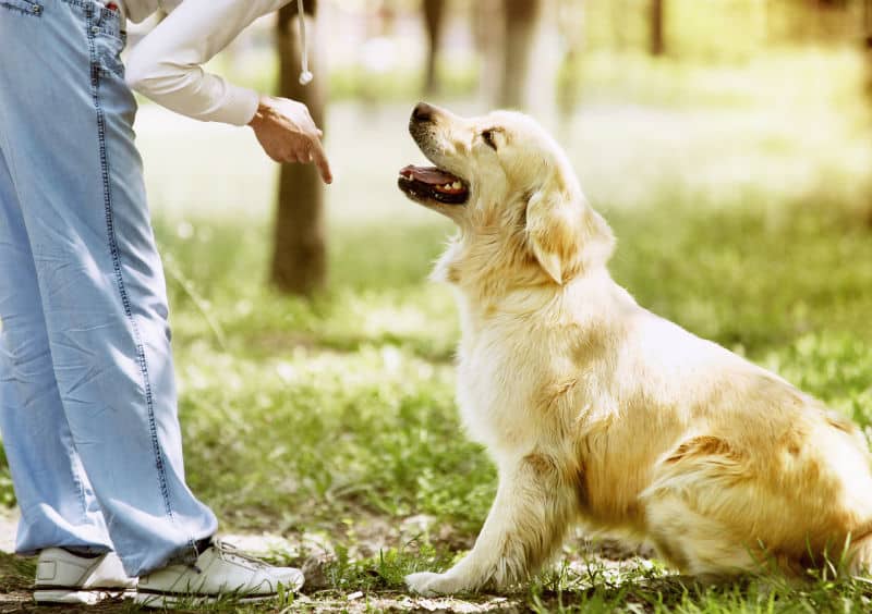Cachorro sentado em frente a tutora.