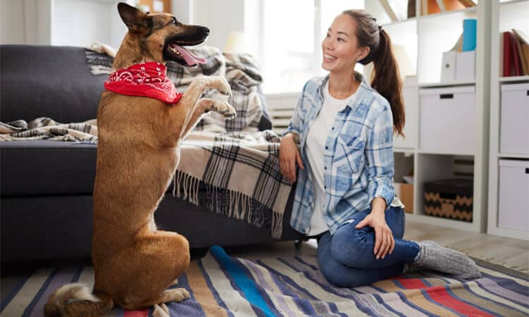 Cachorro dando a pata para a tutora.