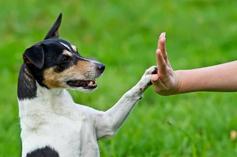 Cachorro colocando a pata na mão da tutora.