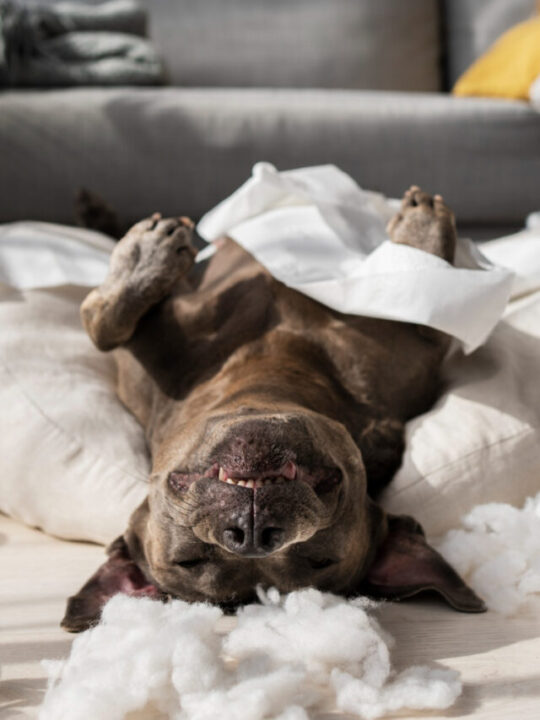Cachorro deitado com a barriga para cima, sobre papéis e espuma.
