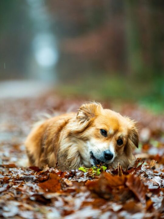 Imagem de cachorro