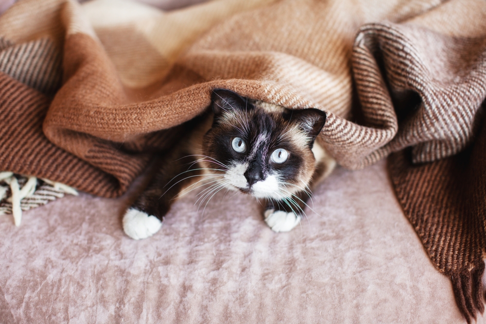 Gato dormindo com manta por cima.