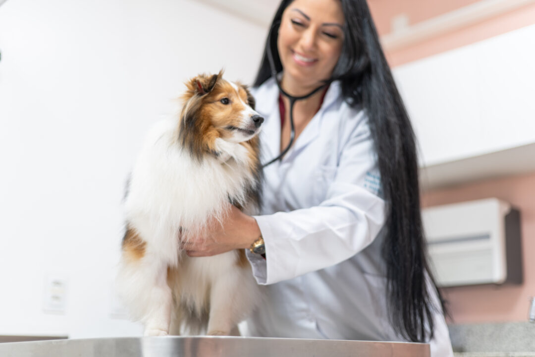 Veterinária examinando cachorro.