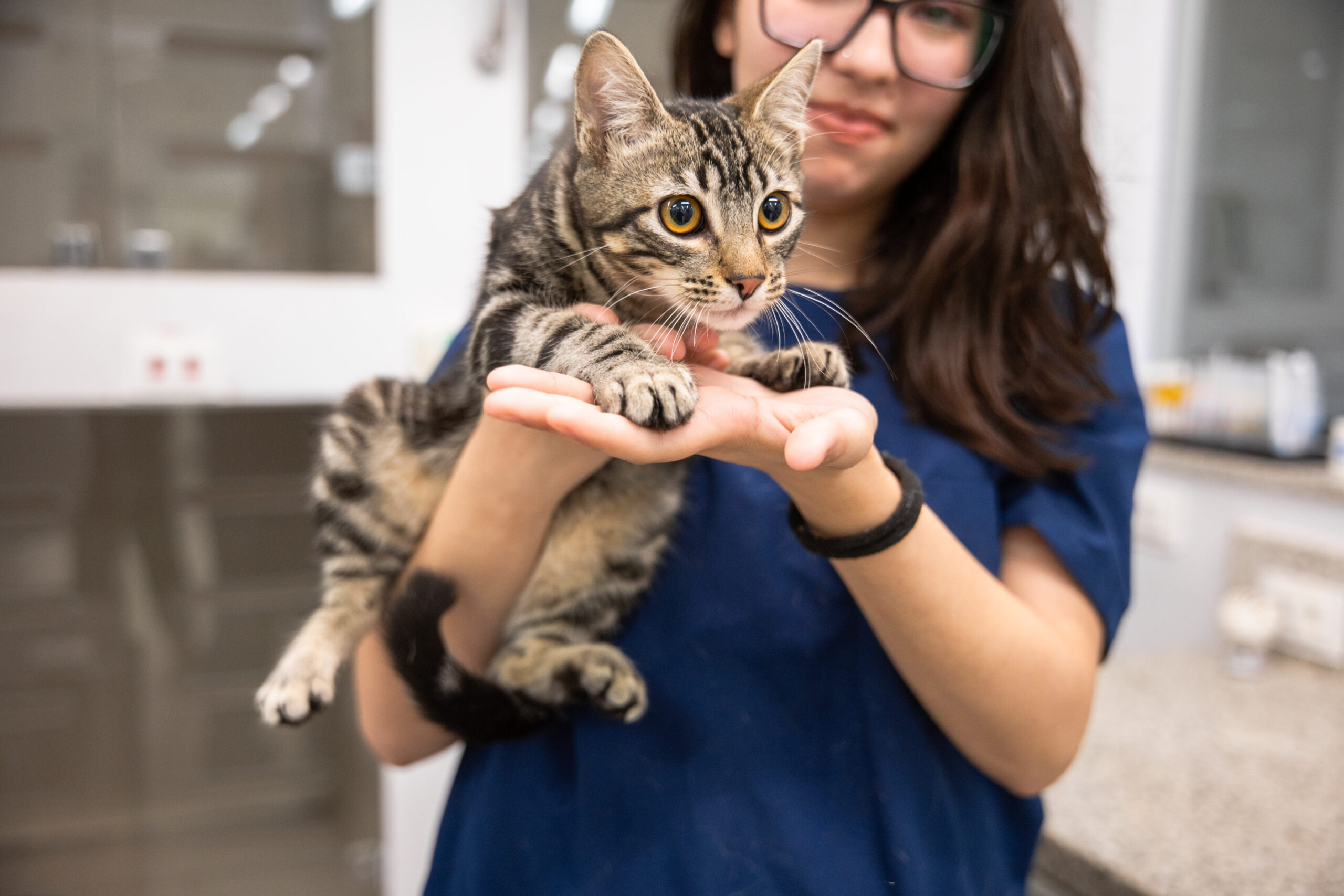 Veterinária segurando gato nas mãos.