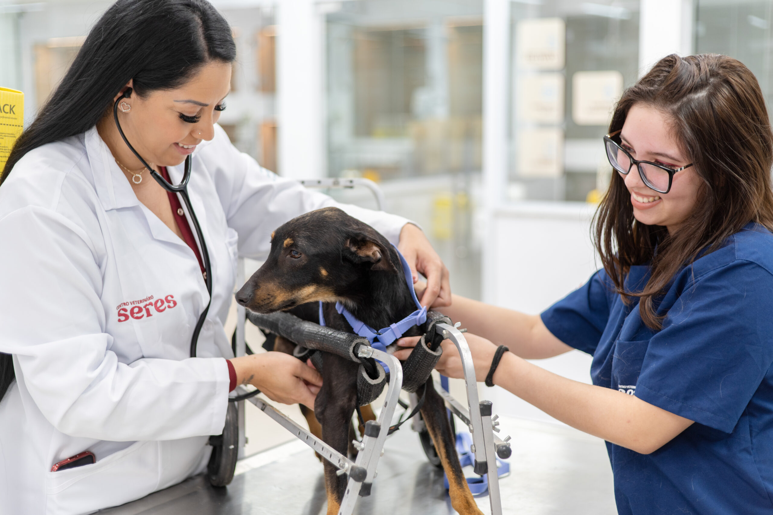 Duas veterinárias examinando um cachorro.