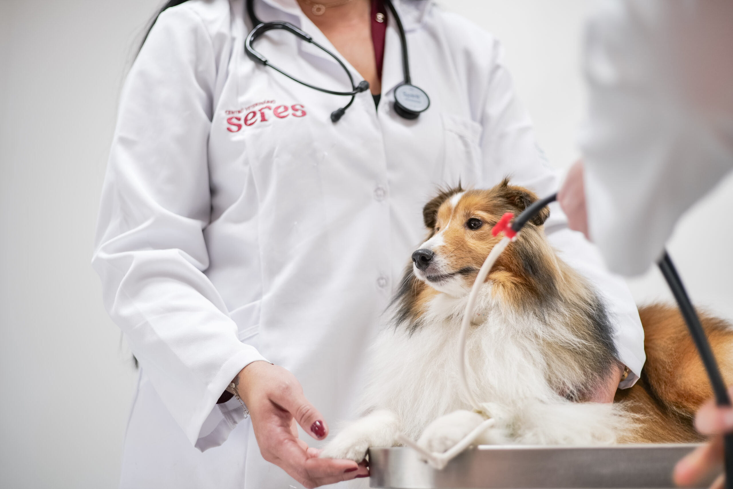 Cachorro em maca ao lado de veterinária.