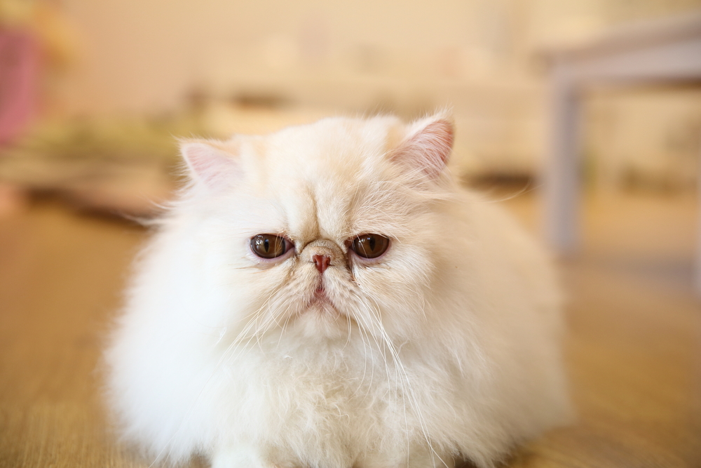 Persian,Cat