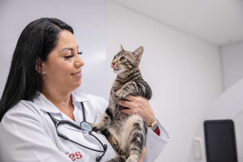 Veterinária segurando gato.