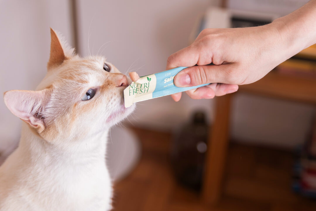 Imagem de gato comendo petisco
