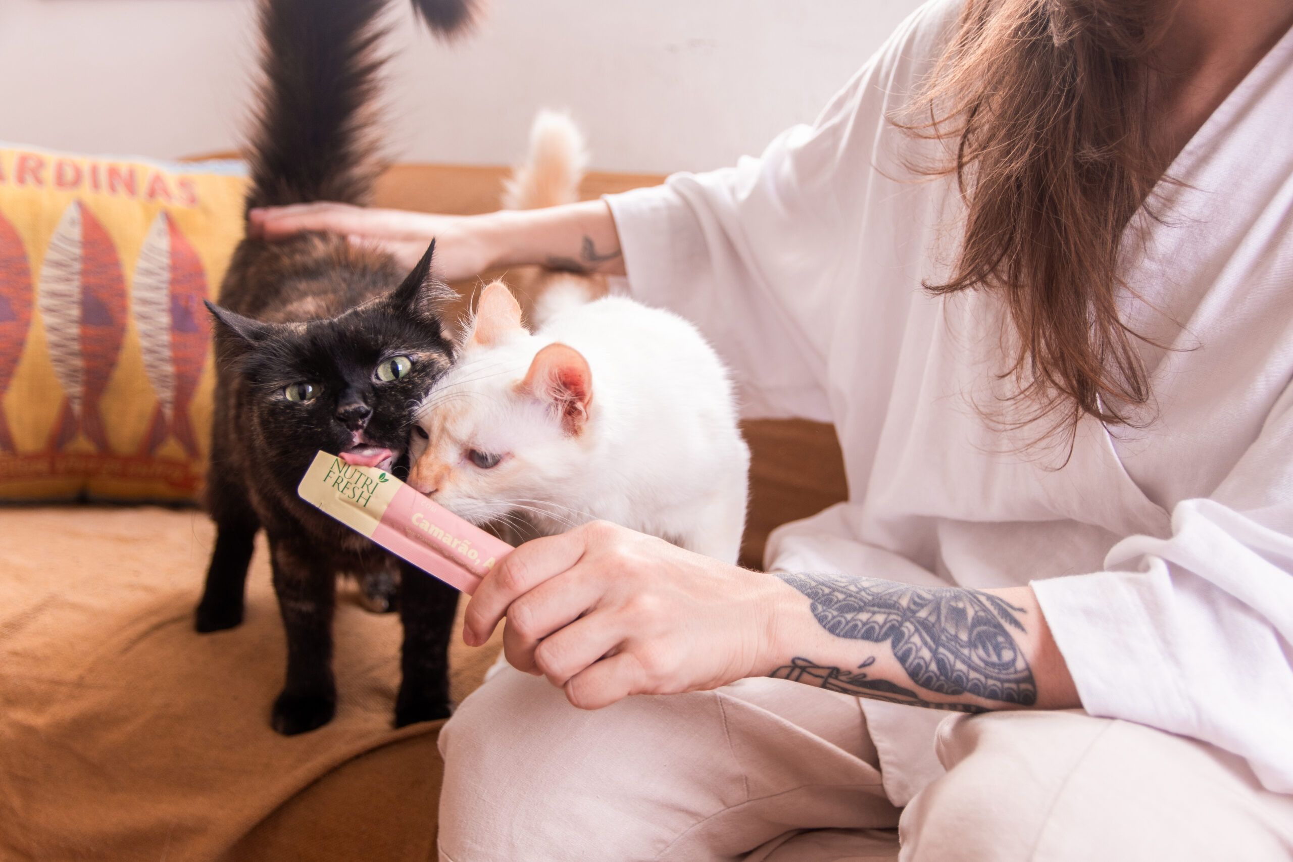 Imagem de gato comendo petisco