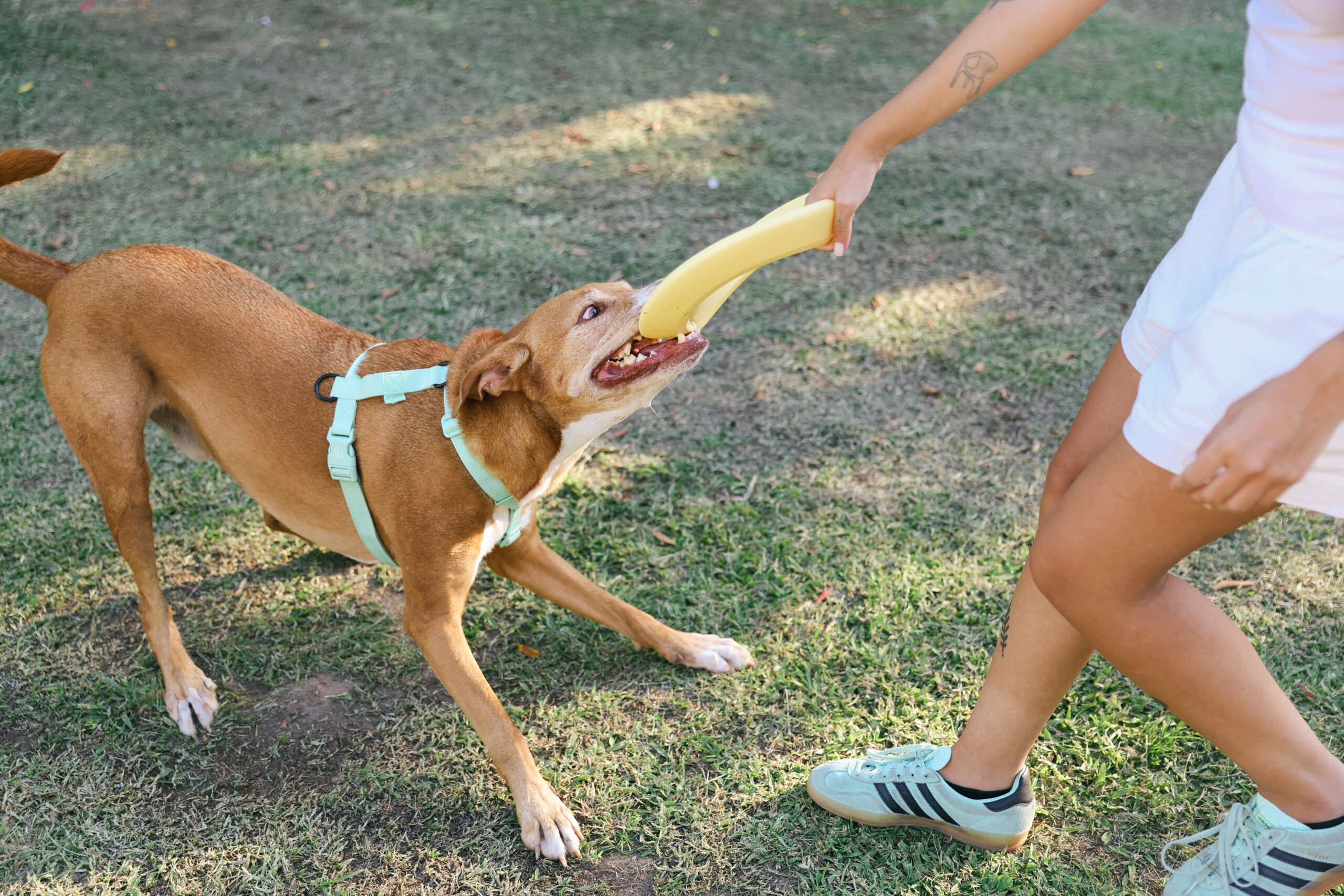 Cachorro mordendo e puxando pneu. 