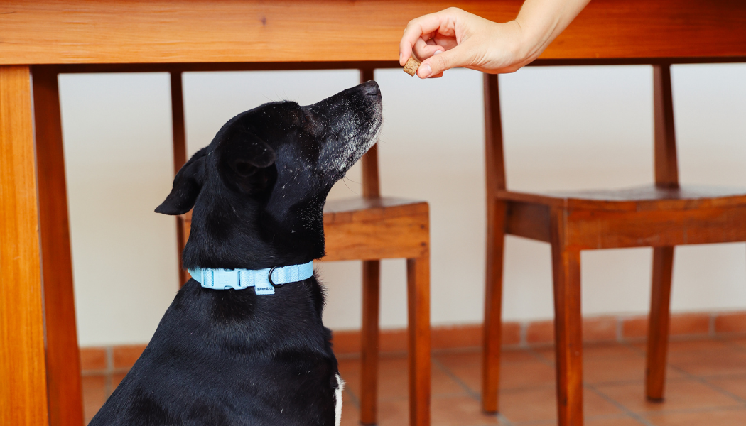 Cachorro de frente para a mão da tutora ofertando petisco.