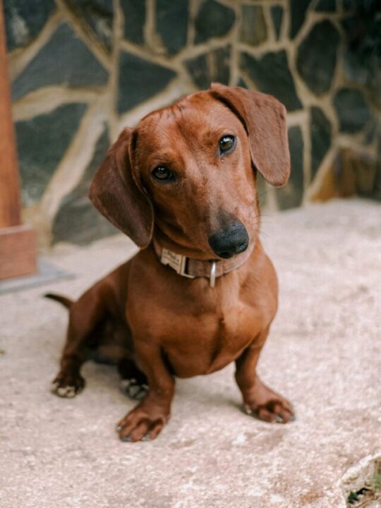 Imagem de cachorro