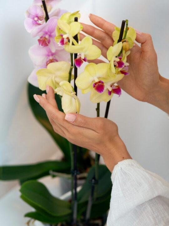 flores-para-dia-das-maes-capa