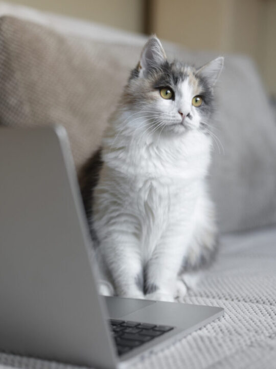 Gato sentado perto do notebook.