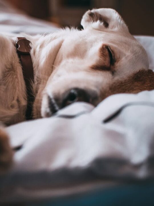 Cachorro dormindo.