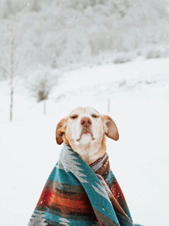 Imagem de pet com roupas