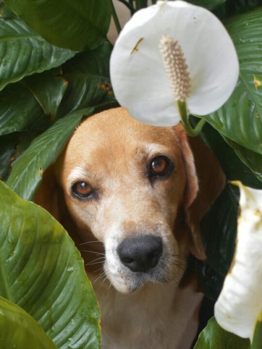 plantas-que-purificam-ar-capa
