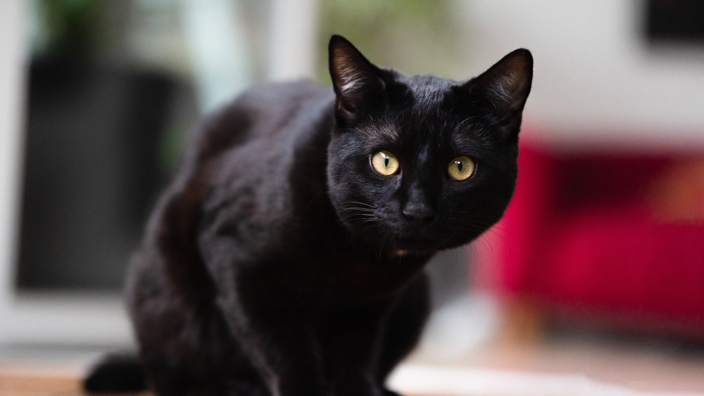 Gato preto.