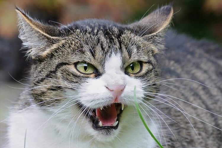 Gato miando.