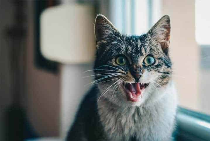 Gato miando.