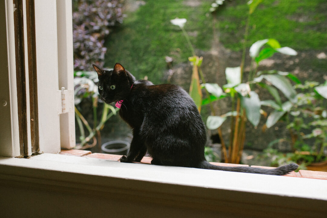 gato preto na janela