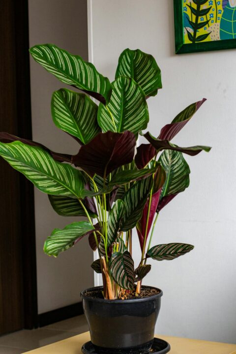 plantas-que-purificam-ar-interna-3