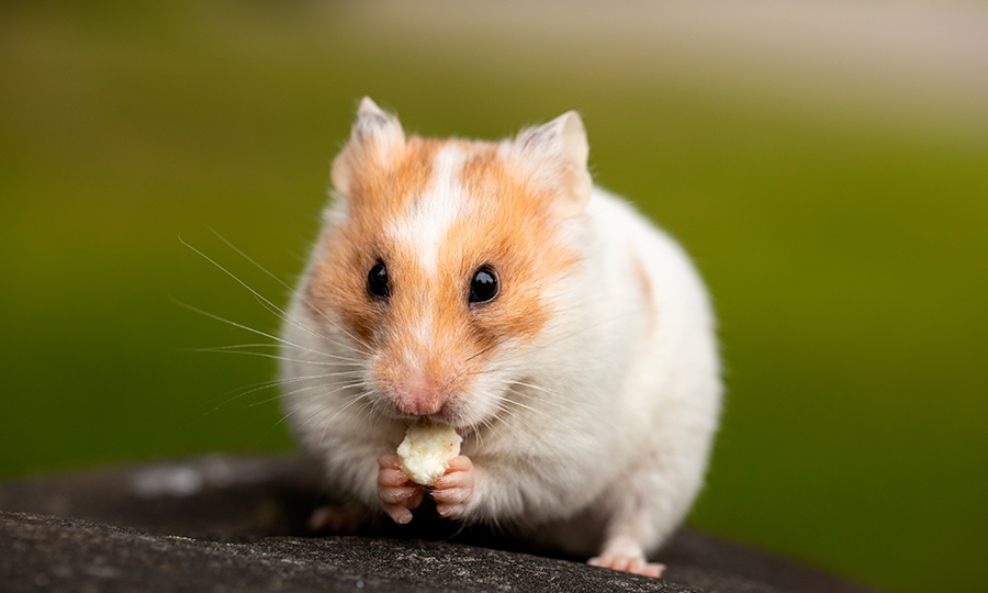 Hamster comendo.