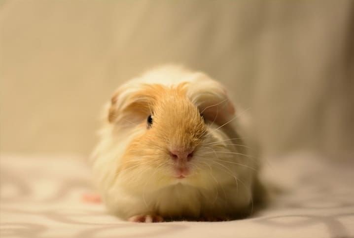Porquinho-da-india.