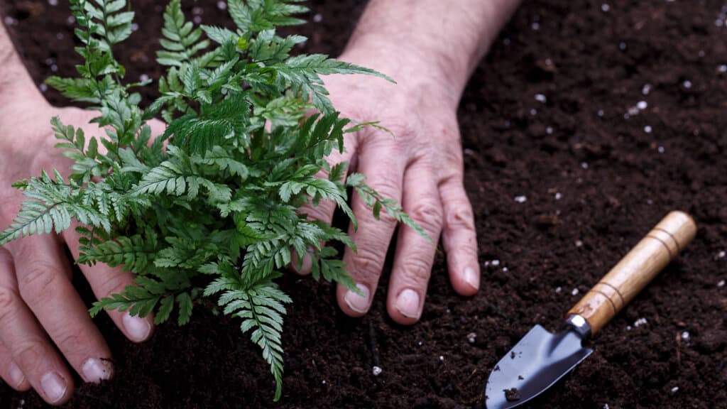 Mãos sobre terra ao redor de muda de samambaia sendo plantada.