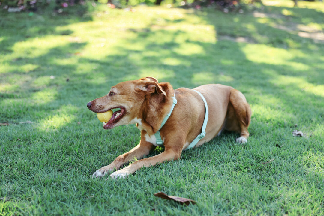Imagem de cachorro