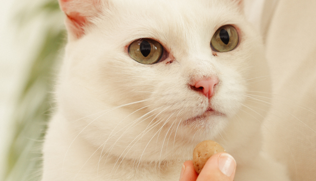 Imagem de gato