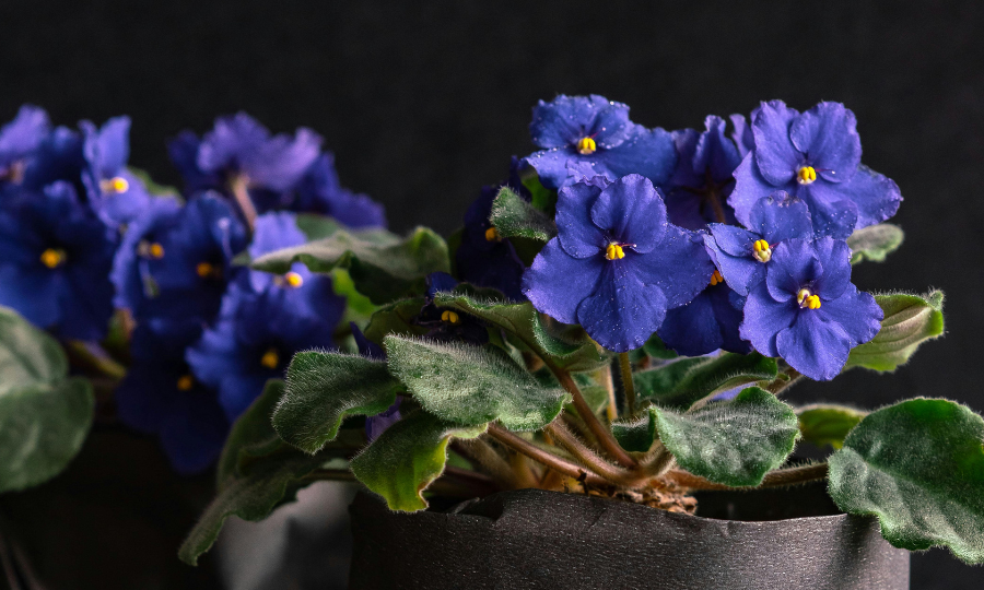 Violeta africana.
