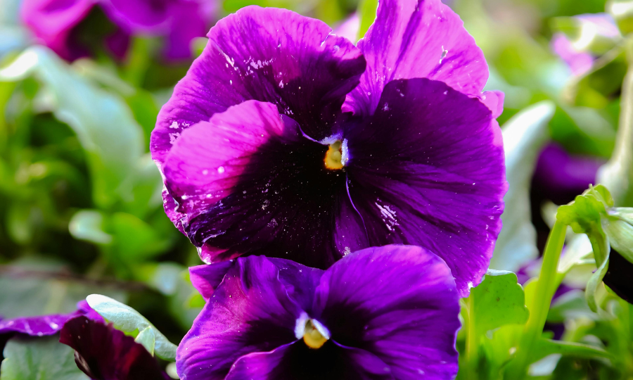 Violeta africana.