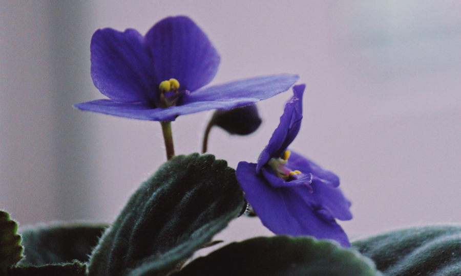 Violeta africana.