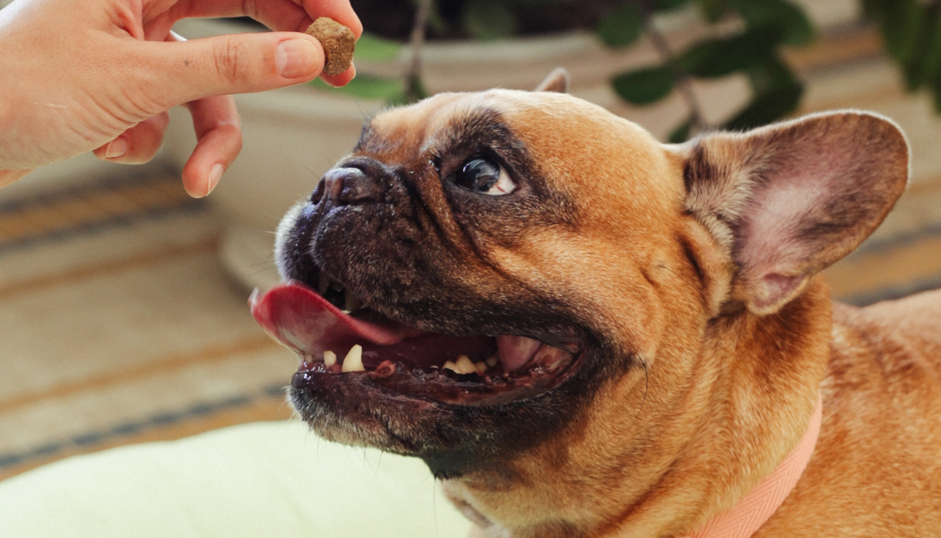 Articulações dos cães: 5 mitos e verdades que todo tutor deve conhecer 1 Imagem de cachorro