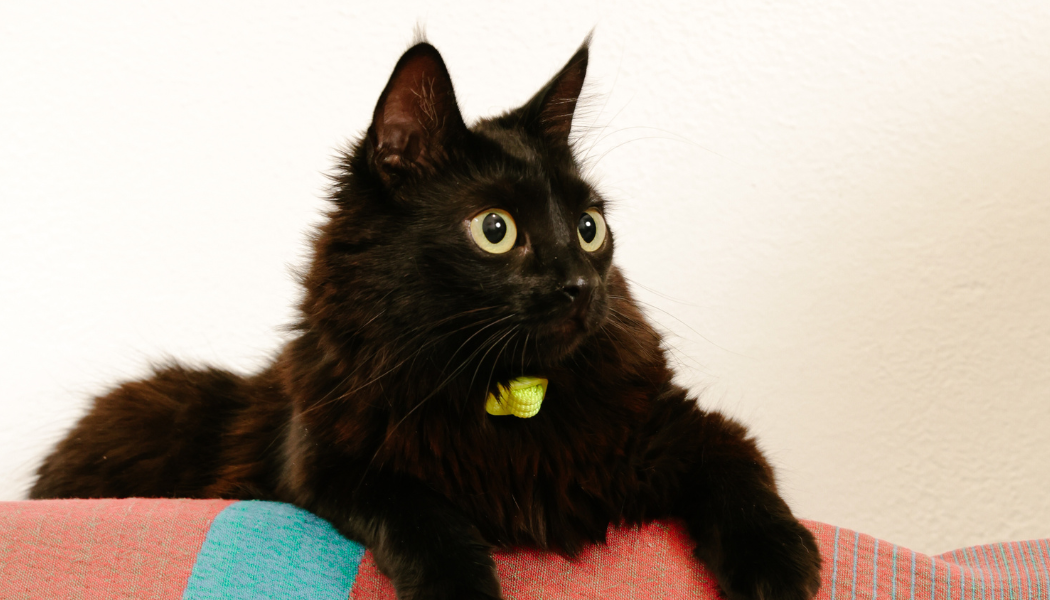 Os melhores brinquedos para gato: de catnip a pelúcias 2 Imagem de gato