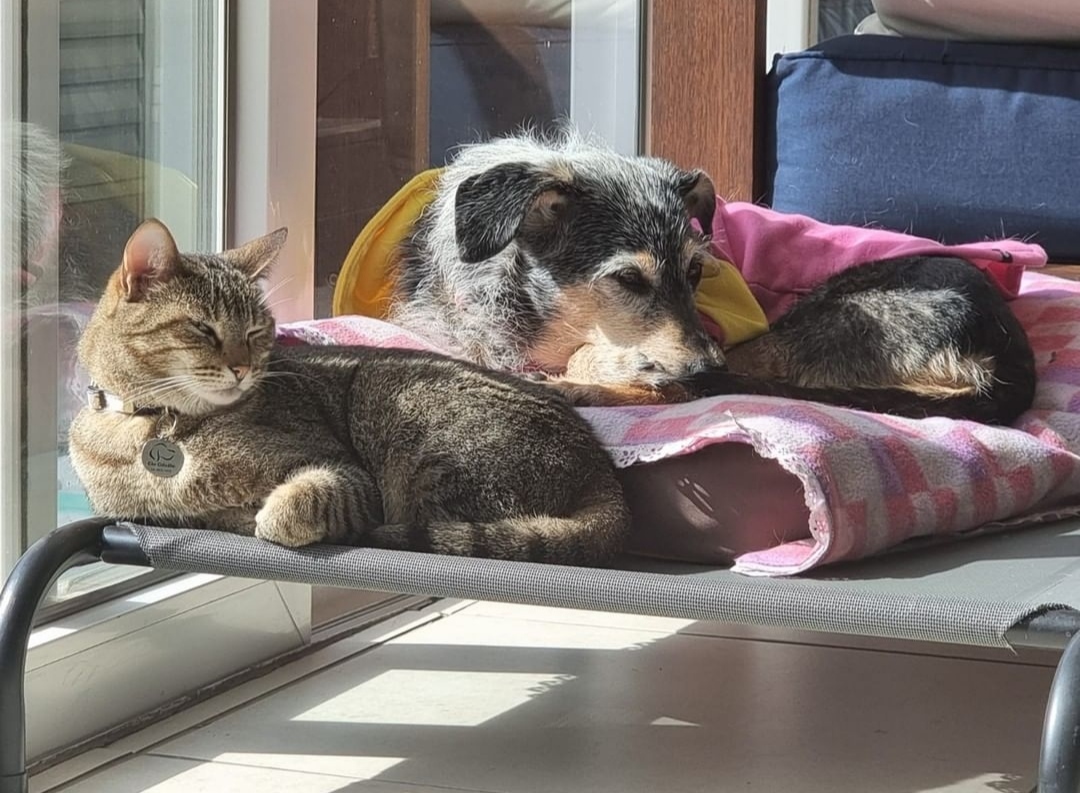 Cachorro e gato deitados juntos.