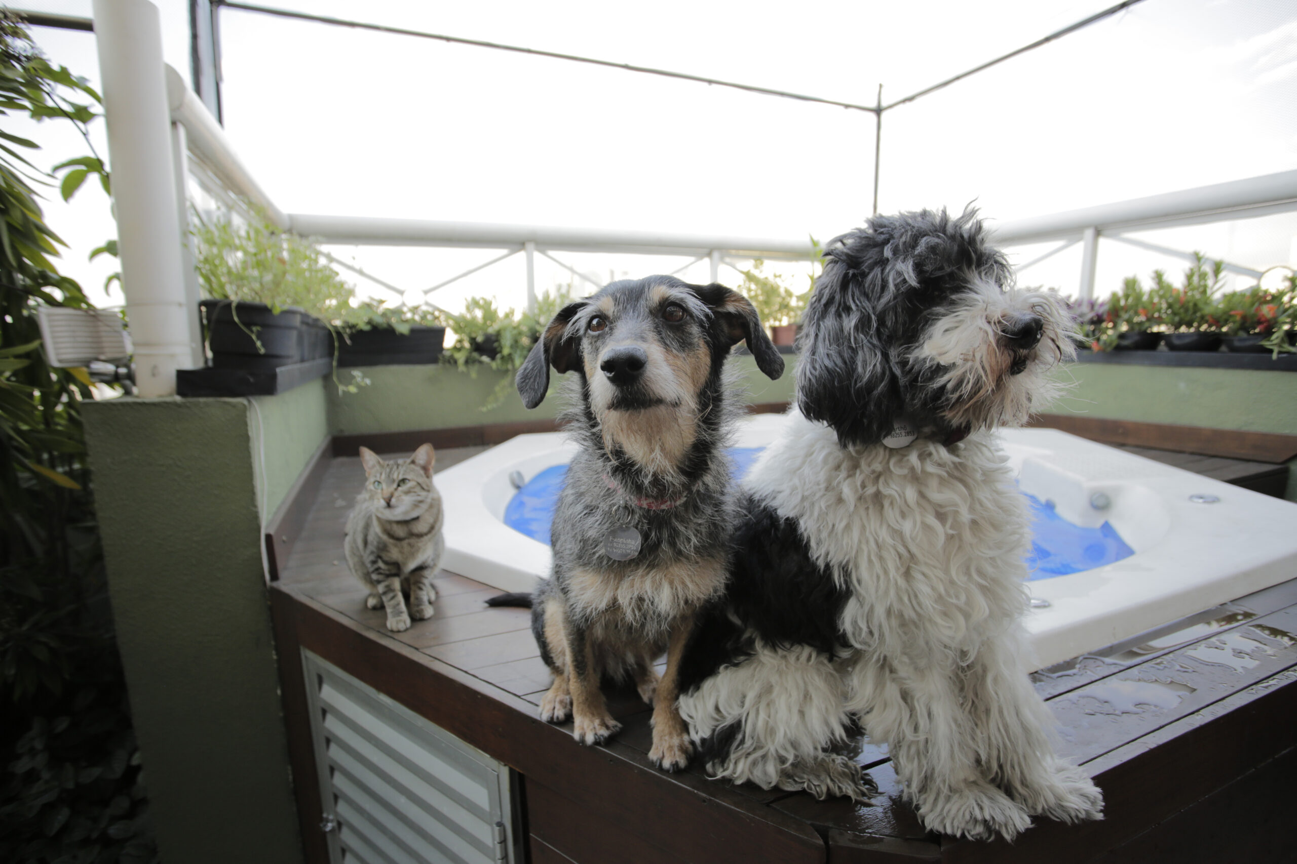 Dois cachorros e um gato perto da piscina.
