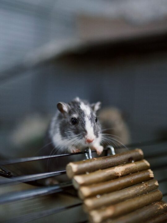 Hamster na gaiola.